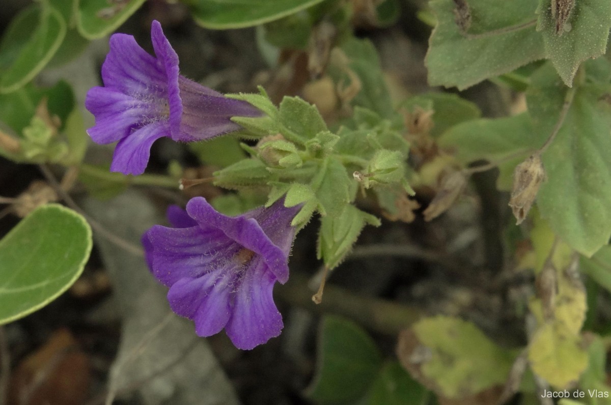 Stemodia viscosa Roxb.